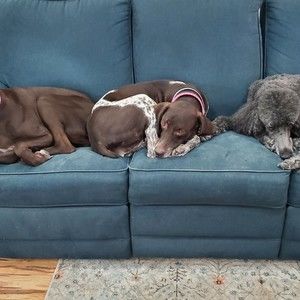 Meet your Posher, Sam